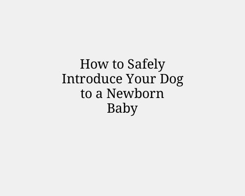 How to Safely Introduce Your Dog to a Newborn Baby